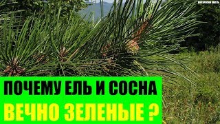 Почему сосна и ель вечно зеленые?