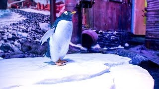 Gentoo Penguins arrive at The Deep! | TheDeepHull