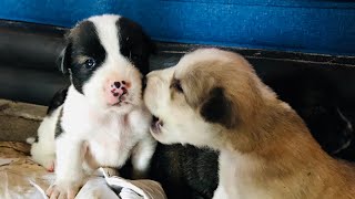 Heartbreaking | Every day taking care of the mother dog and her six babies.