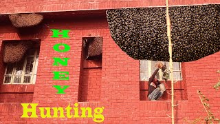 Honey Harvesting - Bee Master in Taiwan Ep-1146 By Sarvaivel Rad