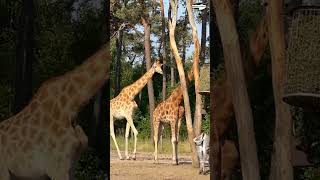 Wild animals short video #shorts #wildlifeanimalsvideos #wildanimal