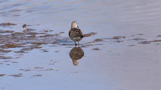 curlew sandpiper “Calidris ferruginea”