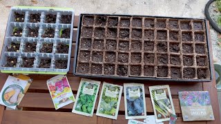 Jiffy Peat Strips N' Greenhouse Seed Starting Kit & Burpee SuperSeed XL Cell | April Week 1, Zone10b