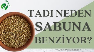 TADI NEDEN SABUNA BENZİYOR? BAZI KİŞİLERİN TADINI SABUNA BENZETTİĞİ BİTKİ!