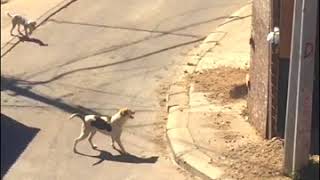 Dog Jumps Over High Wall