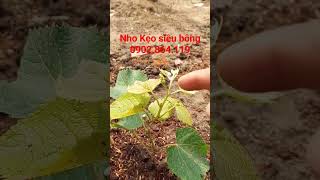 Nho kẹo siêu bông