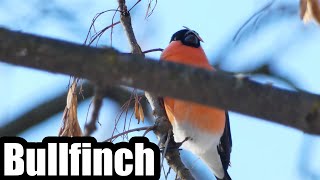 Bullfinch (Pyrrhula pyrrhula)