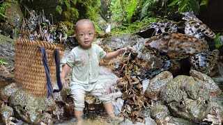 heavy rain and heavy alarm. Go into the forest to catch frogs to weed the pineapple garden