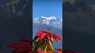 Beautiful view from Pokhara, Kaski #nepal #naturelover #flowerlover #beautifulview #shorts #viral