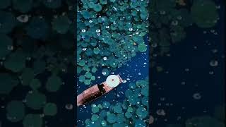 gorgeous Music | Satisfying ocean | #satisfying #beautiful #rain #1million #shorts