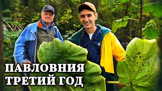 Павловния 3-ий год // Какие результаты показывает это чудо-дерево