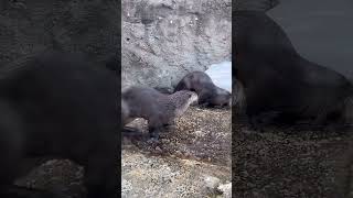 North American River Otters