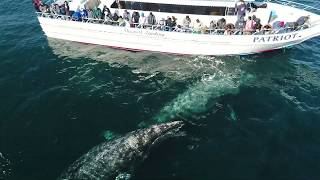 Whales go people watching