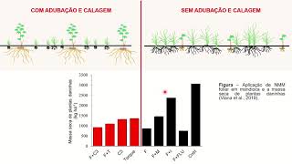 Aula 3.1 - Métodos de controle de plantas daninhas