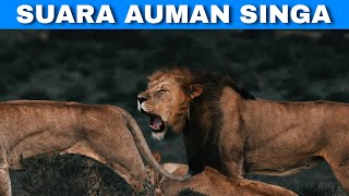 Efek Suara Auman Singa | Lion Roar Sound Effect