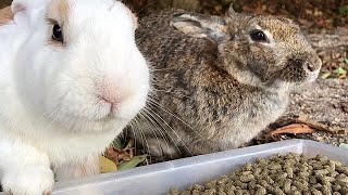 White rabbit like freshly baked fluffy bread