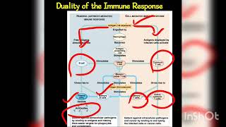 Duality of immune response / Immunology lecture 13