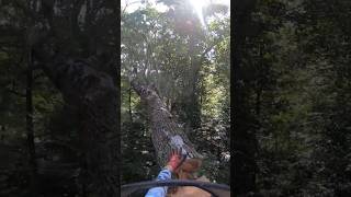 How To Top A Tree for Removal...Tips. #shorts #treetop #climber #treeclimber