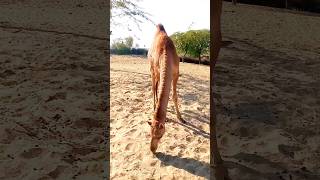 Majestic Camel Parade Witness the Desert Royalty Camel Eating dry food 😂🤣 #youtubeshorts #feedshorts