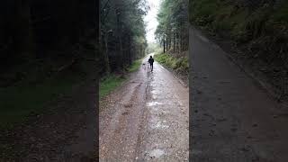 #rain #walkies #doglover @bonjovi #music #forest #tree #raining #explore#autumn #mountains#ireland