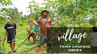 VLOG SUKABUMI Panen Singkong Hibrida Sambil Botram di Kaki Gunung Salak #panensingkong #gunungsalak