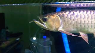 Jackey Arowana : Feeding Time