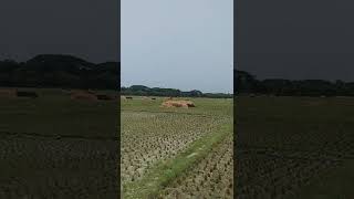 Natural After cutting Paddy Field Seen