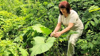 🌿Лопух - от ста недуг! 🌿🌼 Его целебные свойства и рецепты.🌼