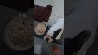 my dog attack to pick her food 🥵 #shorts #shortsvideo #viral