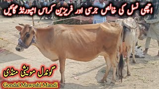 Jersey Top Quality Beautiful Imported Milking Cows On Gondal Maweshi Mandi By My Life Channel