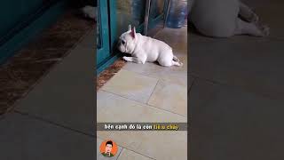 3 dấu hiệu nhận biết sớm bệnh Parvo của chó #shorts #pets #tuitienpet #dog