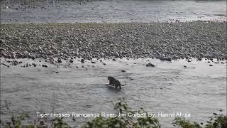 Tiger crosses Ramganga River, Sambar Road, Jim Corbett National Park & Tiger Reserve, Dhikala! Swell