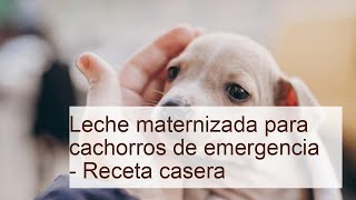 Leche MATERNIZADA para cachorros de EMERGENCIA - Receta casera