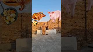 pig is haram in islam🥰😍#shorts #viral #viralshorts #islamicvideo #indiapakistan #trendingshorts