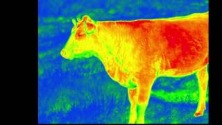 Workswell - COWS ON PASTURE | World in InfraRed