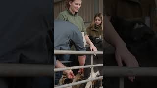 LG FARMS CASTRATING OUR CALVES  #vlog #cattlefarming #cow