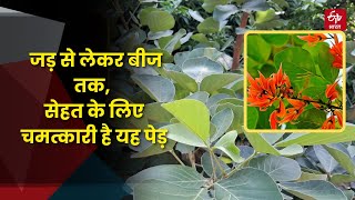 Palash Tree Benefits: पलाश के पत्ते, फूल, जड़ सभी हैं गुणकारी, सेहत के लिए चमत्कार| Butea Monosperma