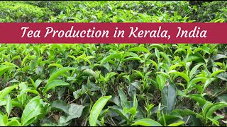 How it's Made - Tea Production in Kerala, India