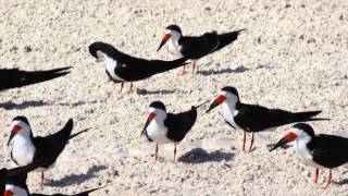 Black Skimmers and a Royal Tern on the Beach