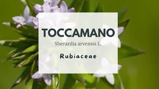 TOCCAMANO - Sherardia arvensis L. - Rubiaceae - FIELD MADDER