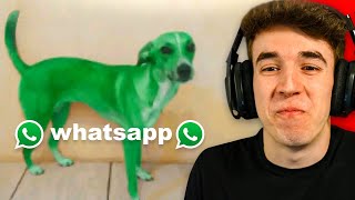 PERRO WHATSAPP | SI TE RIES PIERDES 😂