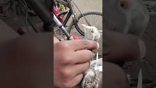 🕊Jama Masjid kabootar Market Delhi🕊