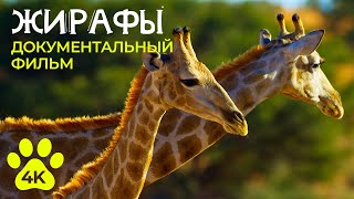 ЖИРАФЫ - Самые высокие животные в мире - Документальный фильм о дикой природе 4К