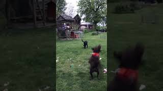 Dog chasing drone