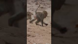 Monkey funny videos #1458 #babymonkey #shortvideo #short #viral #monkey #reels2023