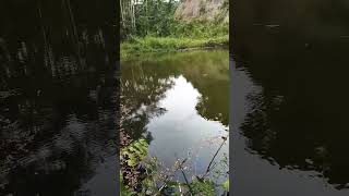 KEGANASAN SAMBARAN GABUS/ HARUAN #mancing #subscribe