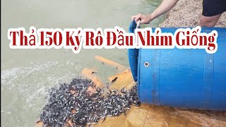 🪙Một Nông Dân Quyết Định Làm Giàu Từ Mô Hình Nuôi Cá Rô Đầu Nhím