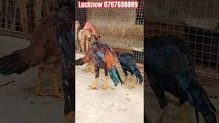 Aseel murga sale video #lucknowpigeon #pigeon #lucknowkabutar #aseelmurga