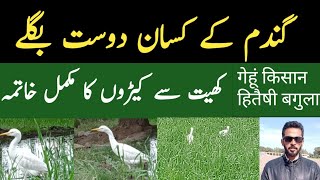 Wheat Farmer Friendly Heron | Gundum Ka Kissan Dost Bagla/Bagula | AGRICULTURE WORLD