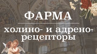 Холино- и адрено- рецепторы (расположение, эффекты) | Фармакология